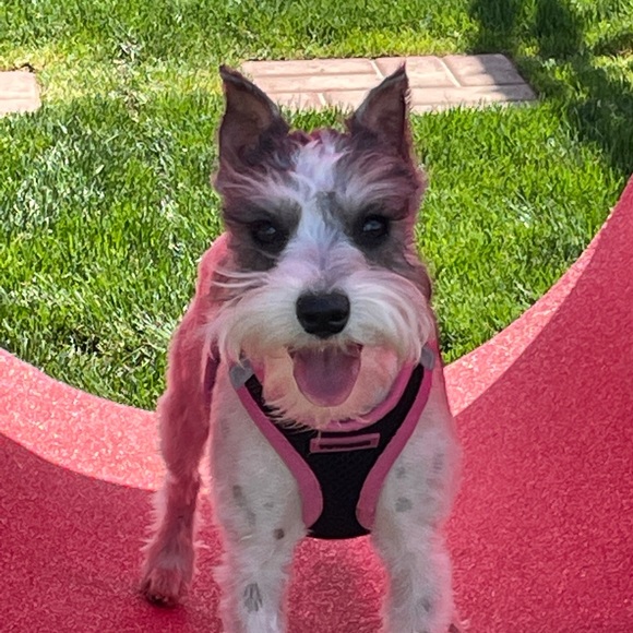 Meet your Posher, Marlayna - Picture 5 of 7